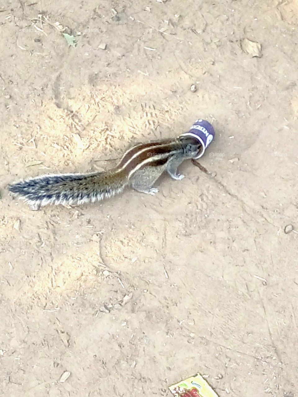 squirrel enjoyed a cup of tea