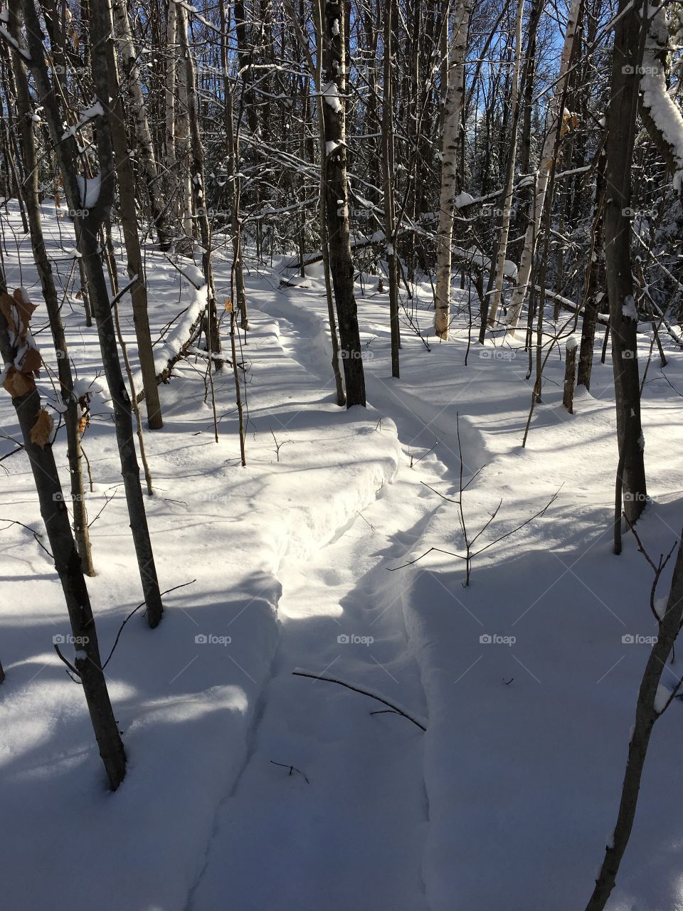 snowy snowshoe trail in my back yard