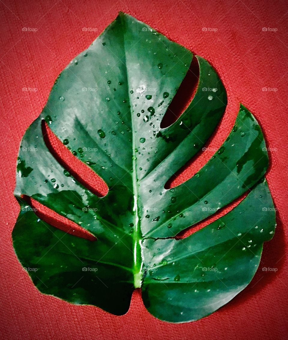 Monstera leaf on red canvas