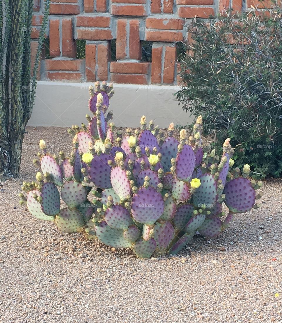 Purple Cacti