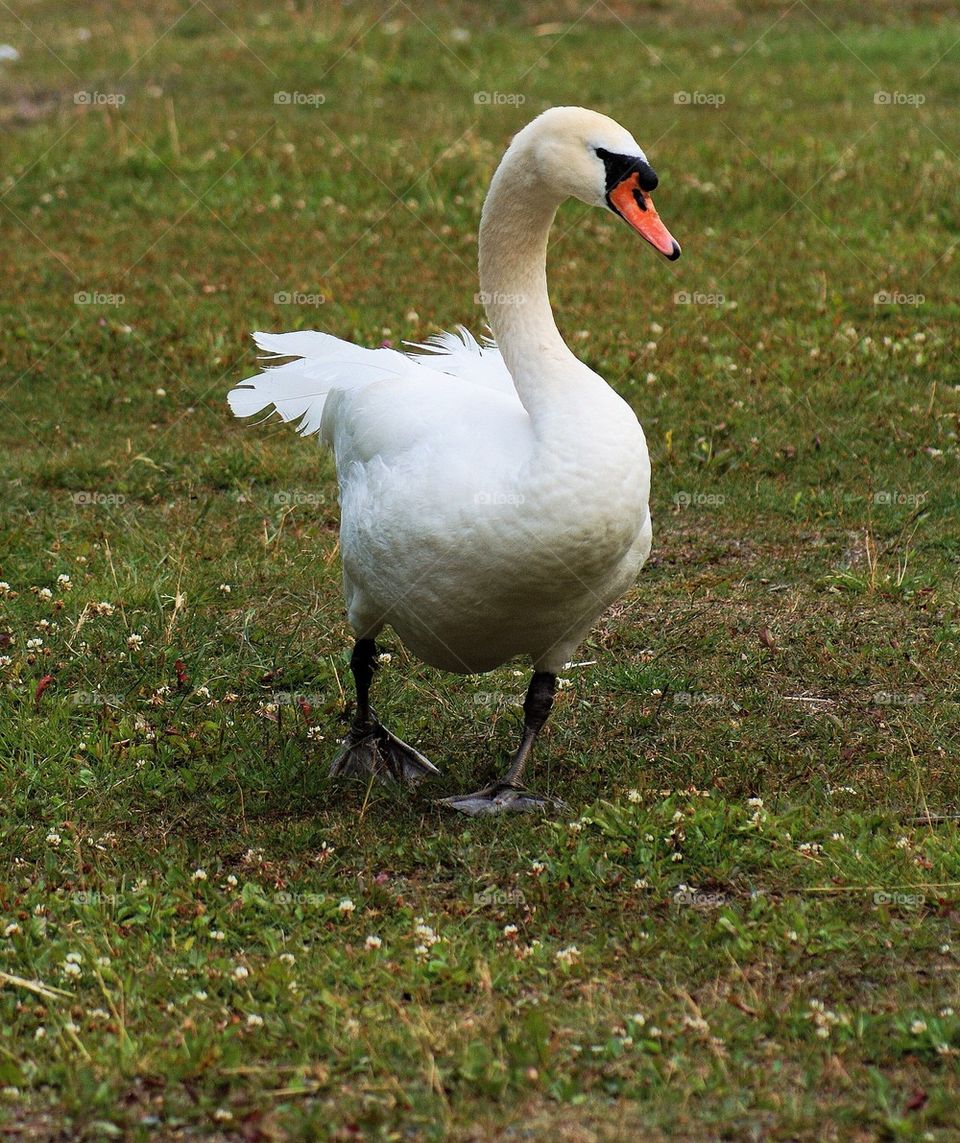 Swan