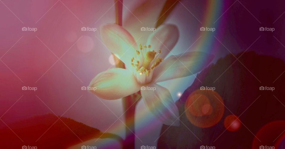 Abstract macro photo of a Jasmine plant flower with rainbow lens flare 