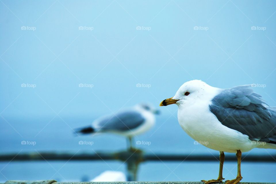 Birds