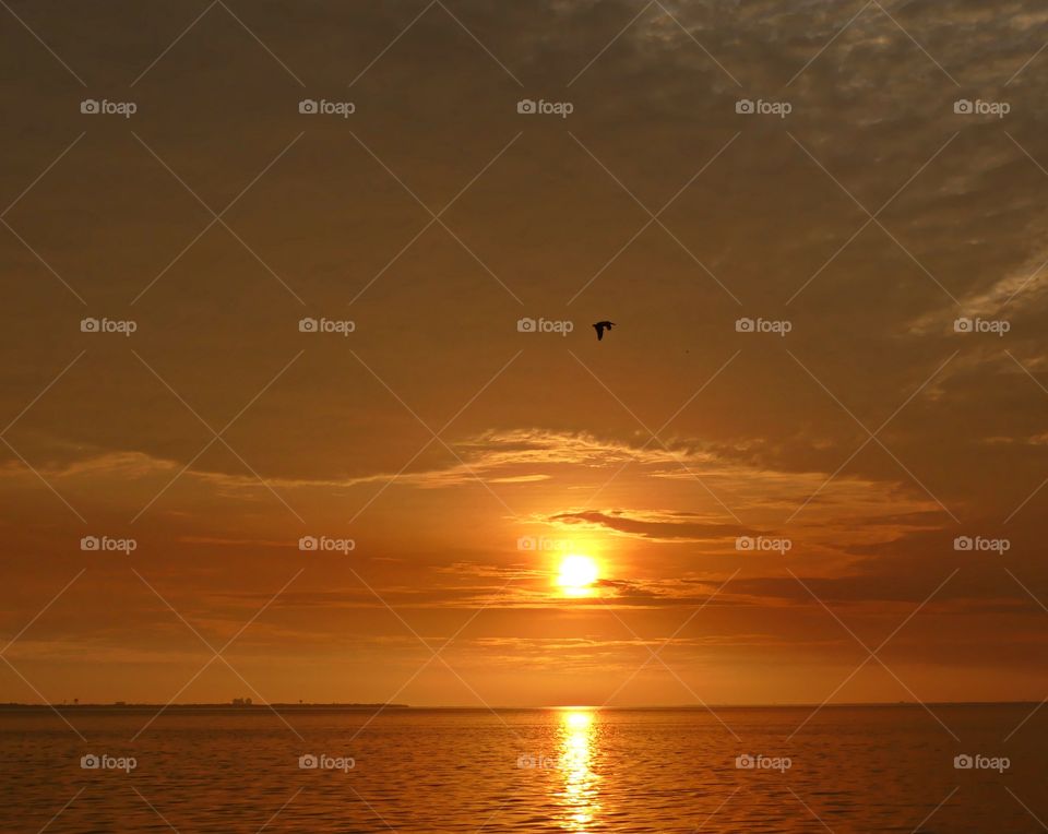 A sunset is a perfect conclusion of the day. It's the silky, smooth collusion of the golden hour into the calm of night. A Pelican flies high above the sky.