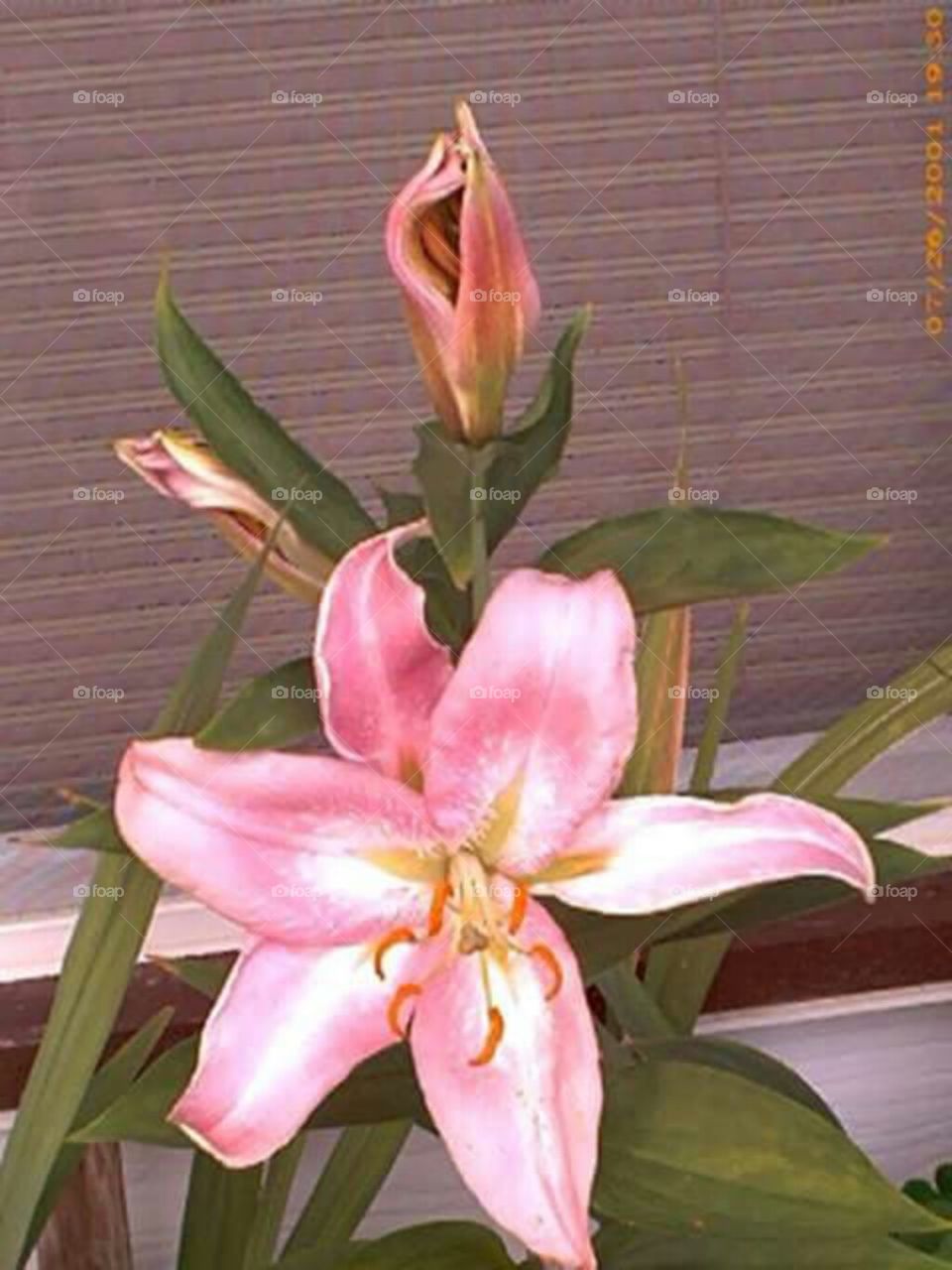 Stargazer lily blossoms