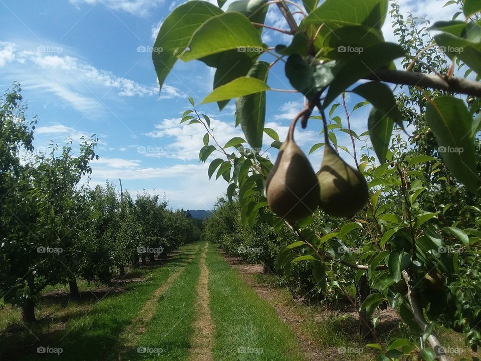 Orchard of Pear Trees