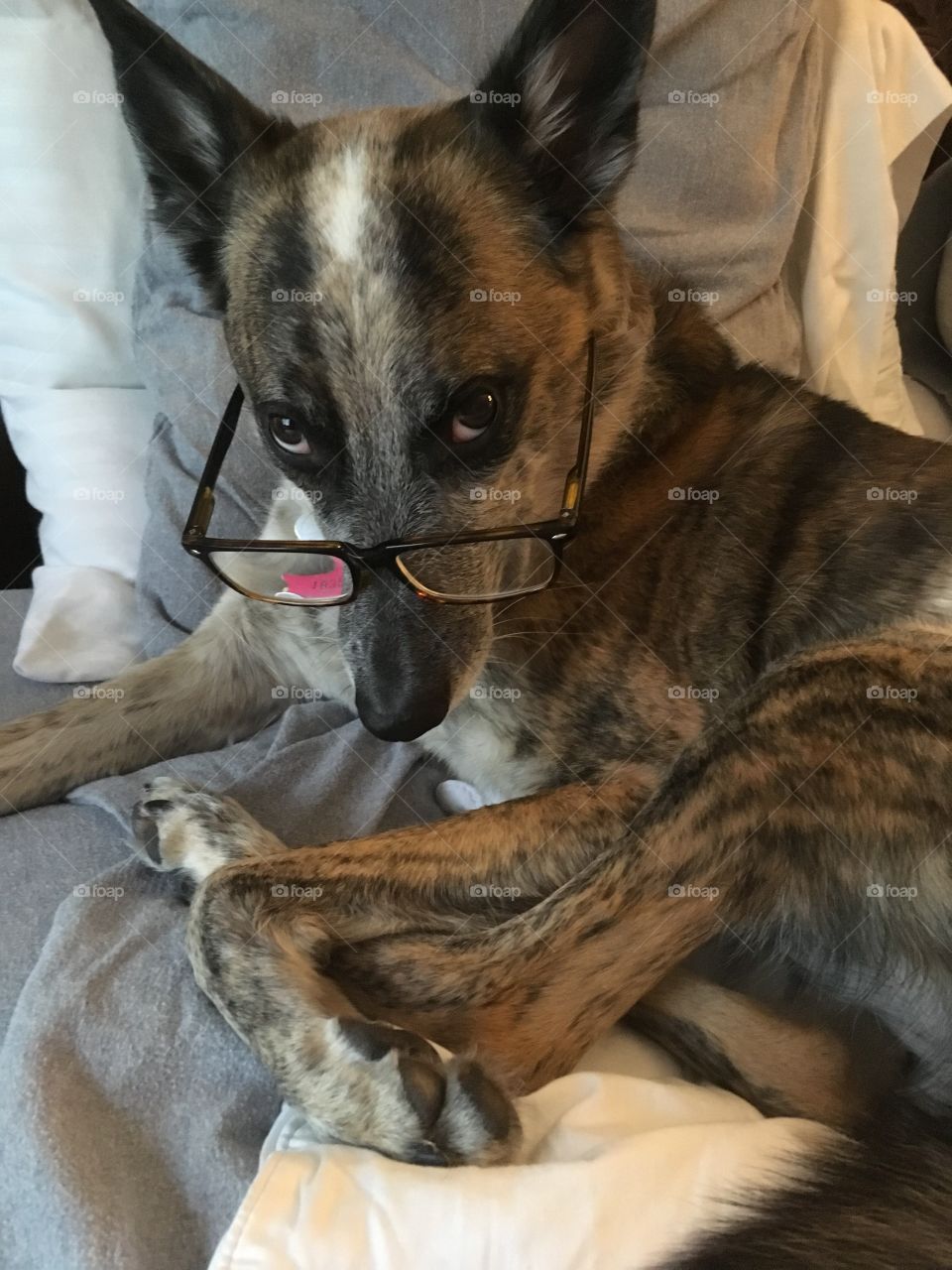 Rescue dog from Nicaragua, lounging in bed doing some light reading 