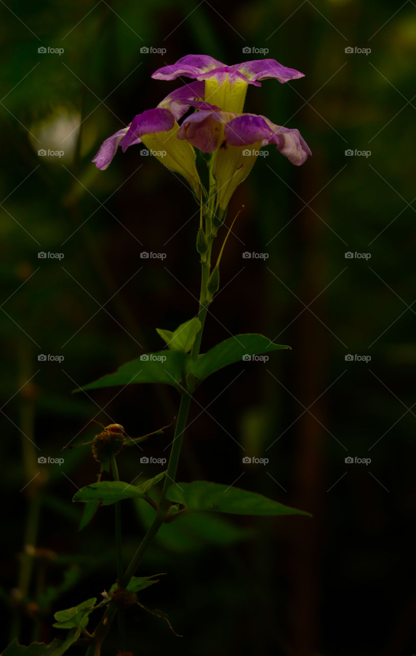 Purple flower in the garden.