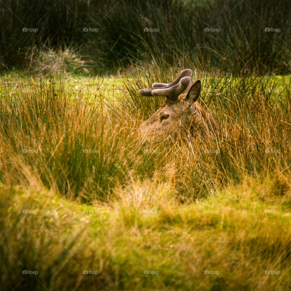 A beautiful deer in the park. Richmond park in London. Sweet animal portrait.