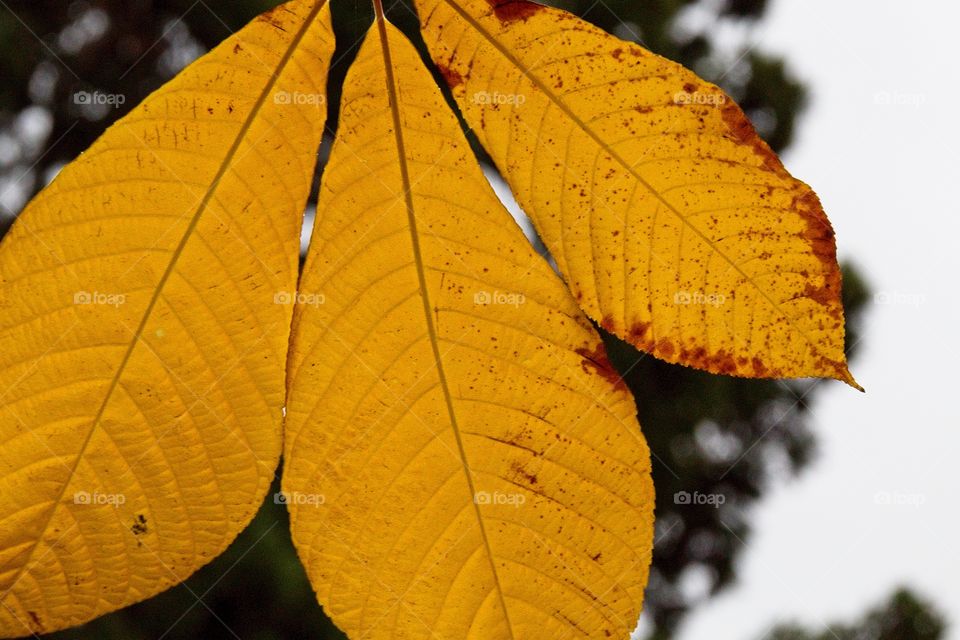sun rays in the forest