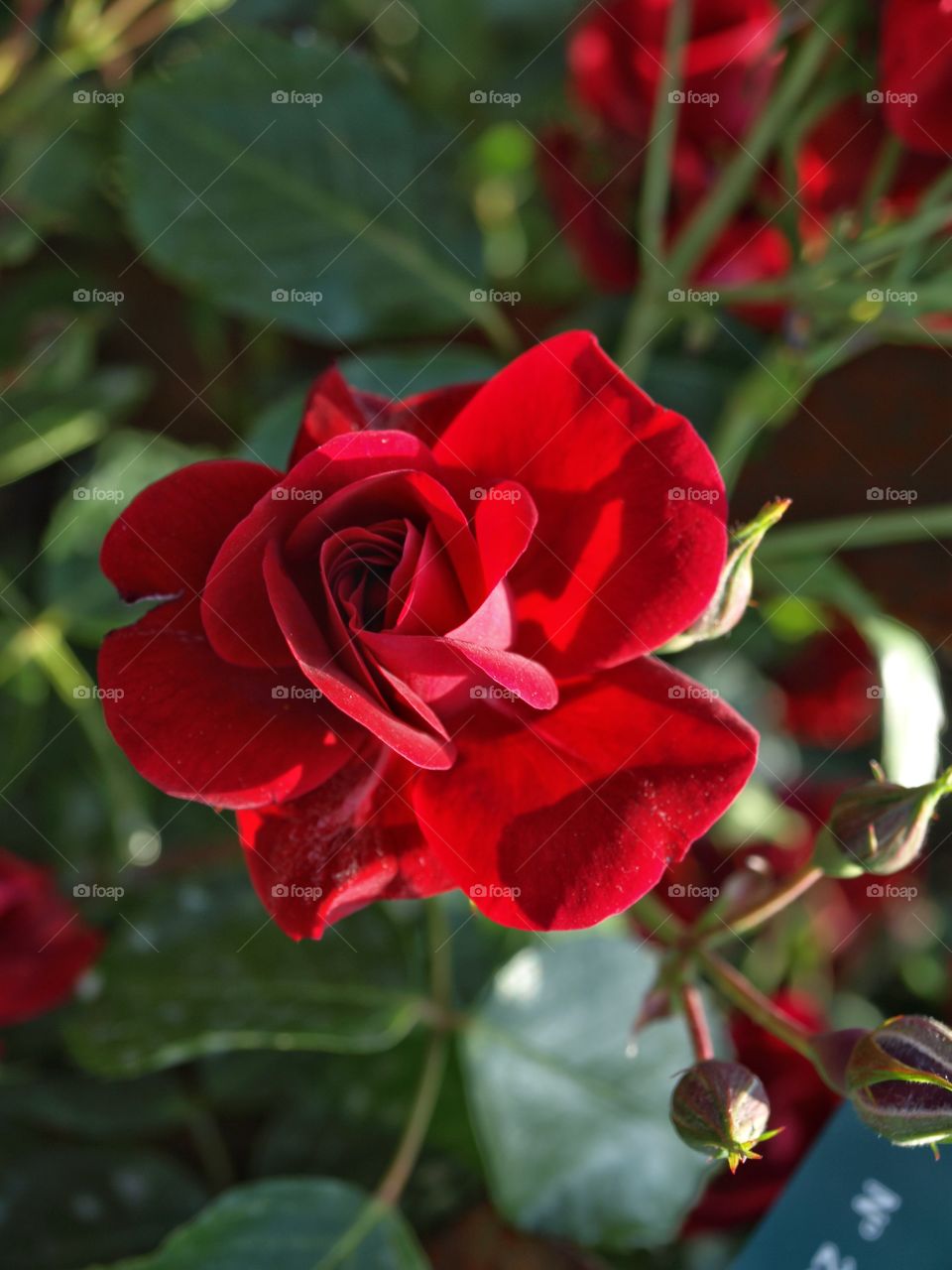 Close-up of red rose