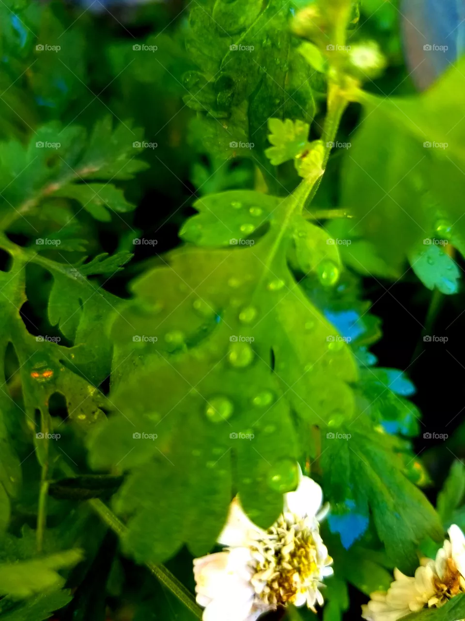 leaf