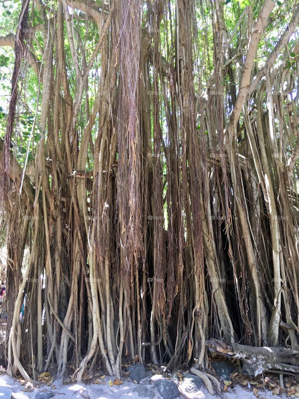 Banyan tree look alike.