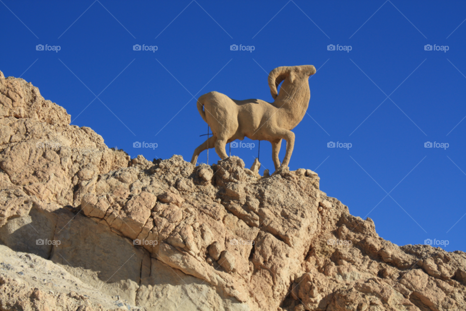 animal sand desert goat by izabela.cib