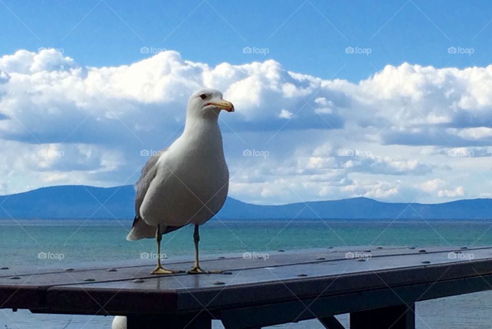 A gull