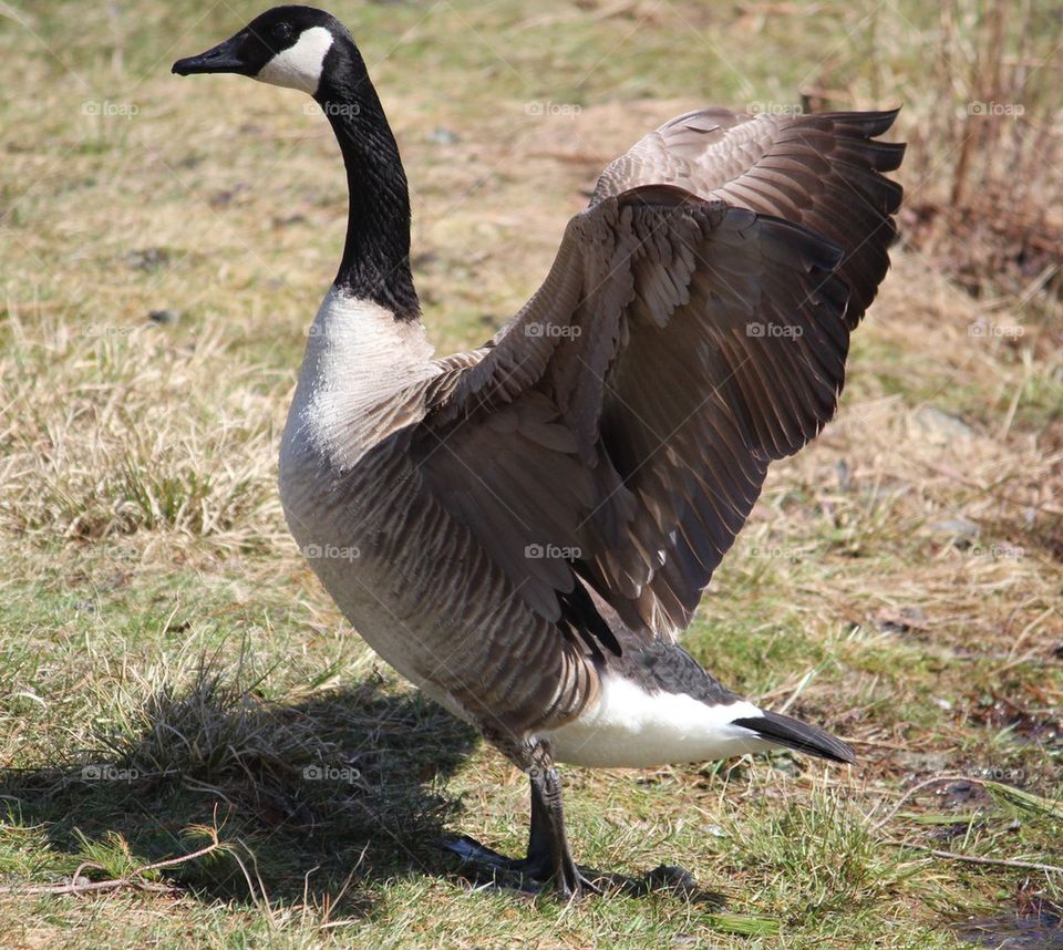 goose