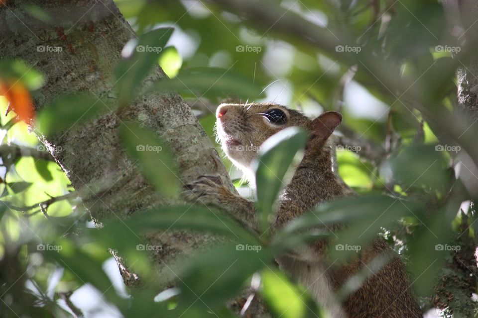 Squirrel on tree trunk