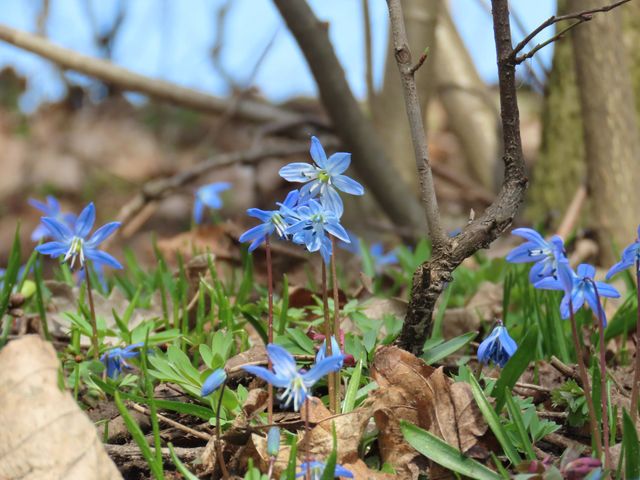 First spring flowers