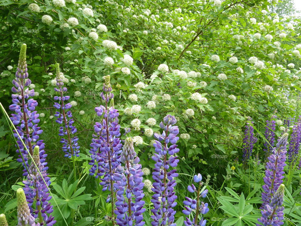 June flowers of summer