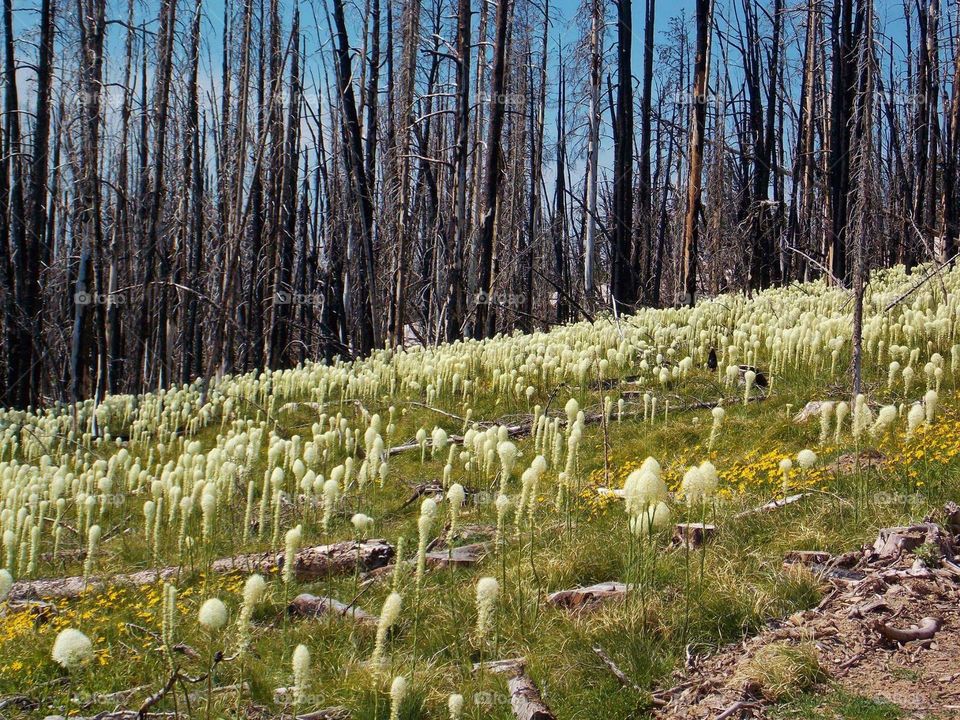 wild beargrass