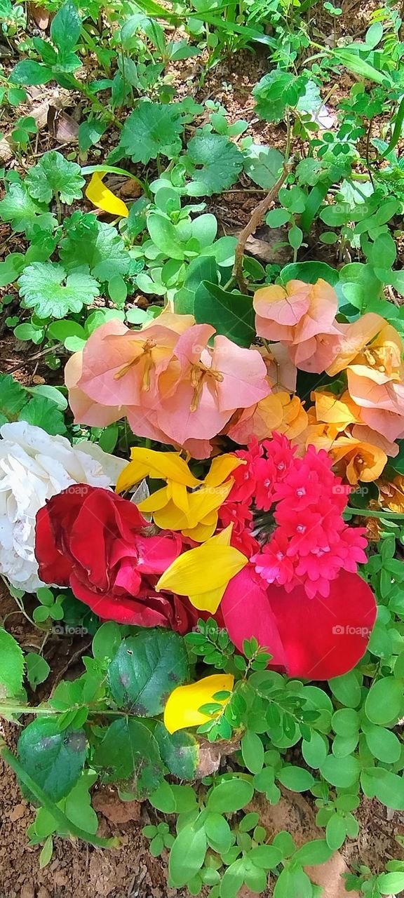 explosion of colors flowerrs