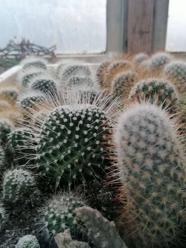Cactus 🌵