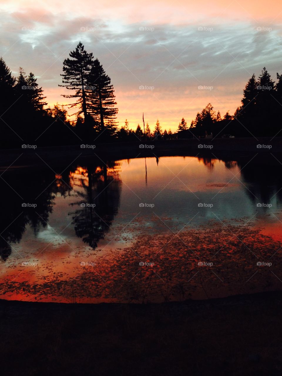 Dusky pond reflection