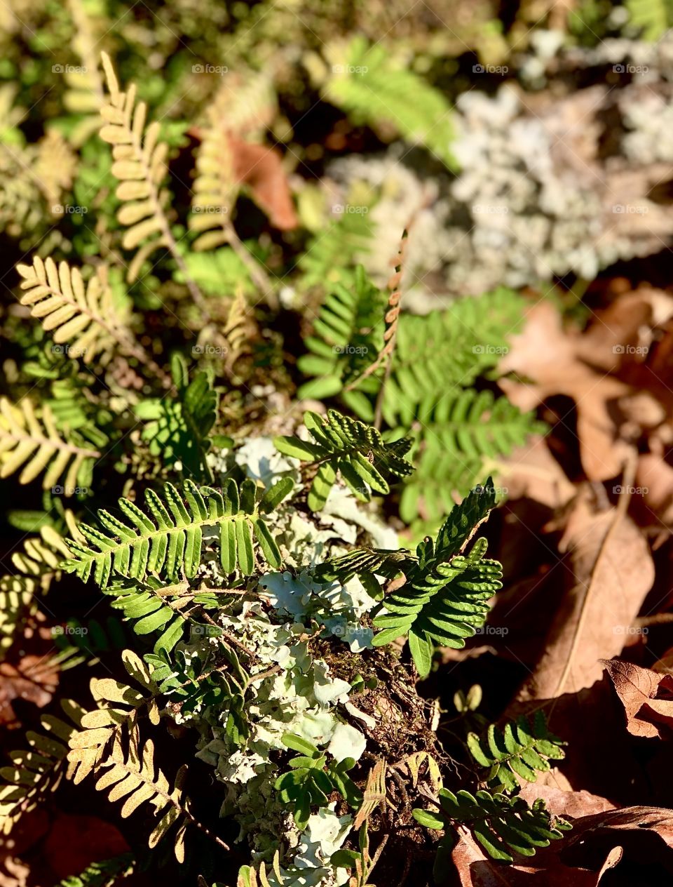 Green and yellow ferns on decaying tree limb 