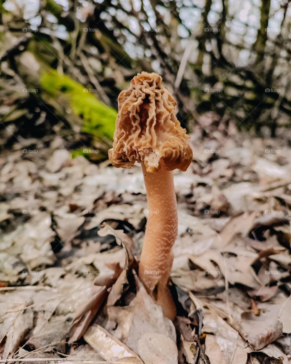 Wild spring mushroom Verpa bohemica growing among fallen leaves in spring forest. Tree log covered with green moss and trees at the background. Fungi shape. Mushroom with brown cap close up.