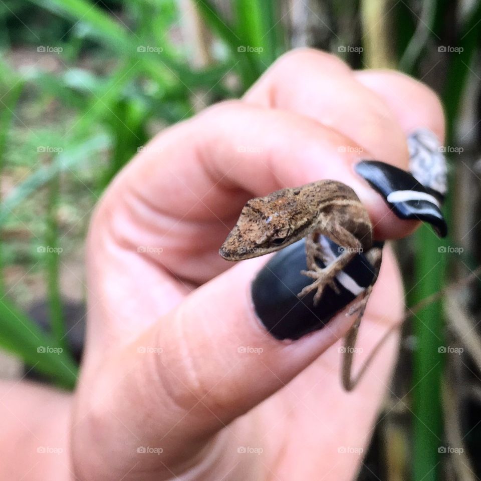 Lizard between painted nails.