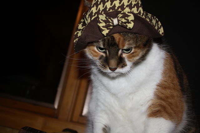 cat