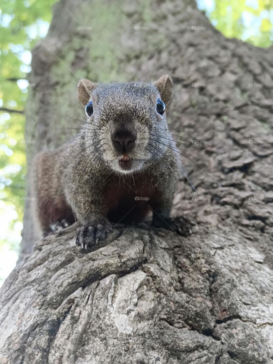 Red-bellied Squirrel