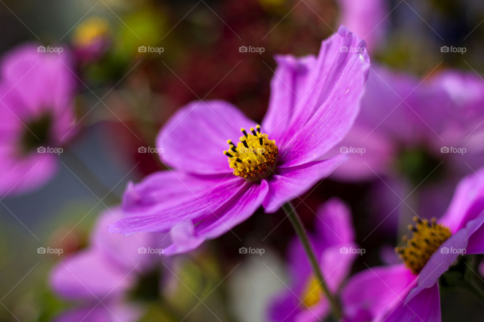 A close up portrait with a shallow depth of field of a beautiful purple flower with a yellow core full of stencils.