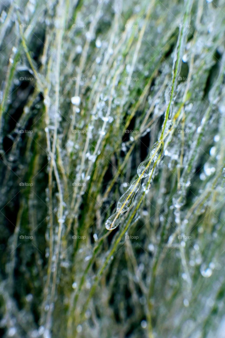Frozen Grass with icicle