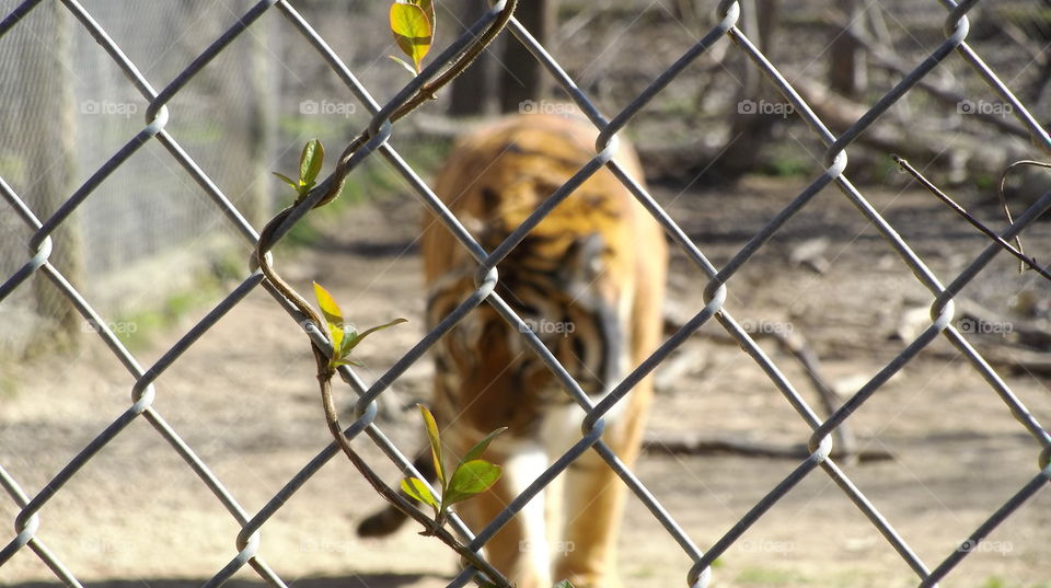 focus- Exotic Feline Rescue