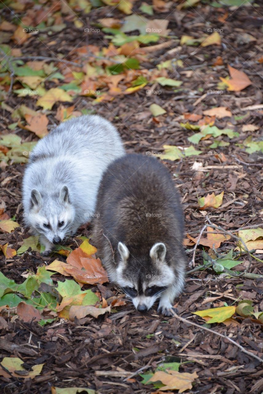 Raccoons at the zoo in Antwerp