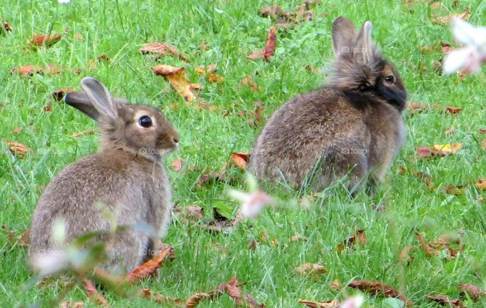 hares