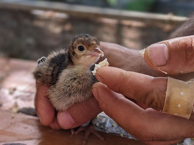 baby turkey