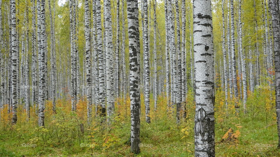 birch grove in autumn in the Urals in Russia