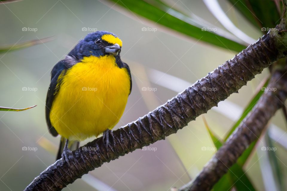 Yellow blue bird on a branch. Yellow and blue colored bird sitting on a branch. Green leaves on the background. Yellow throated euphonia. 