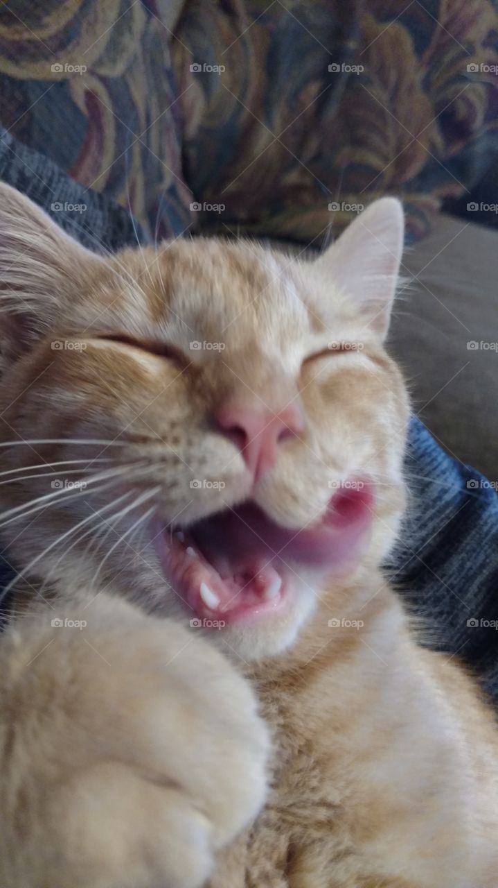 kitten licking
