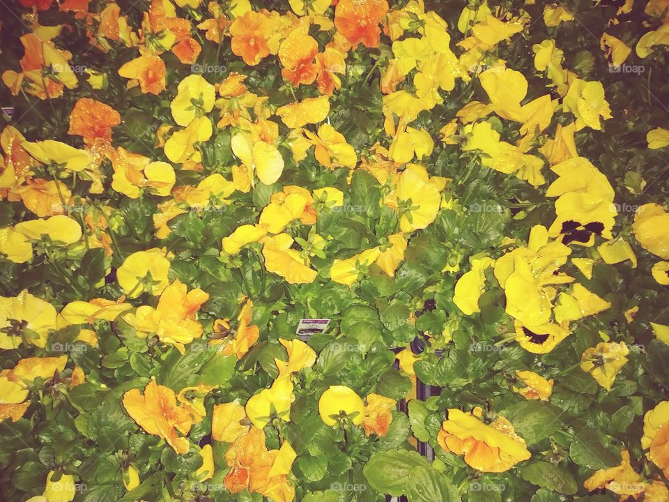 yellow bloom