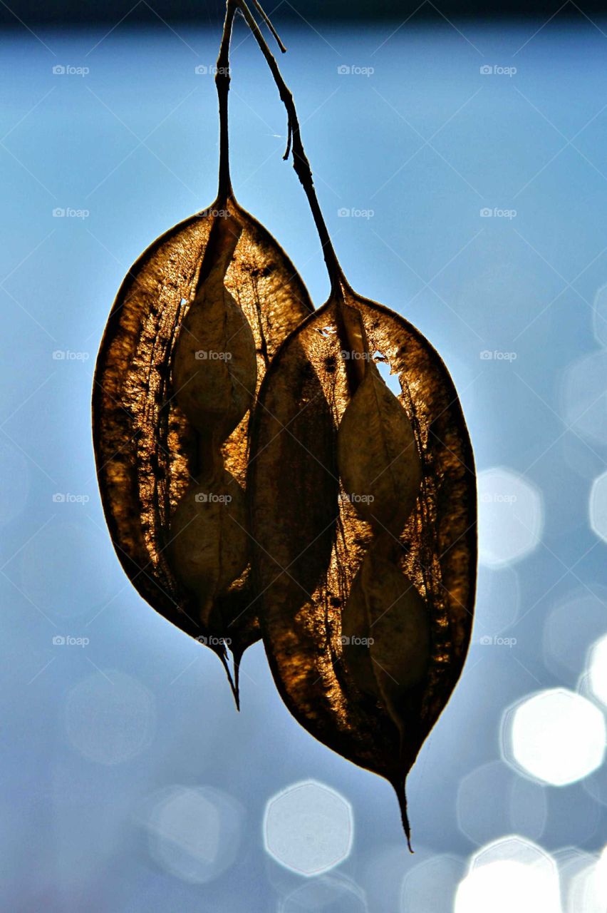 two pods with two seeds drying on a branch behind blue skies.