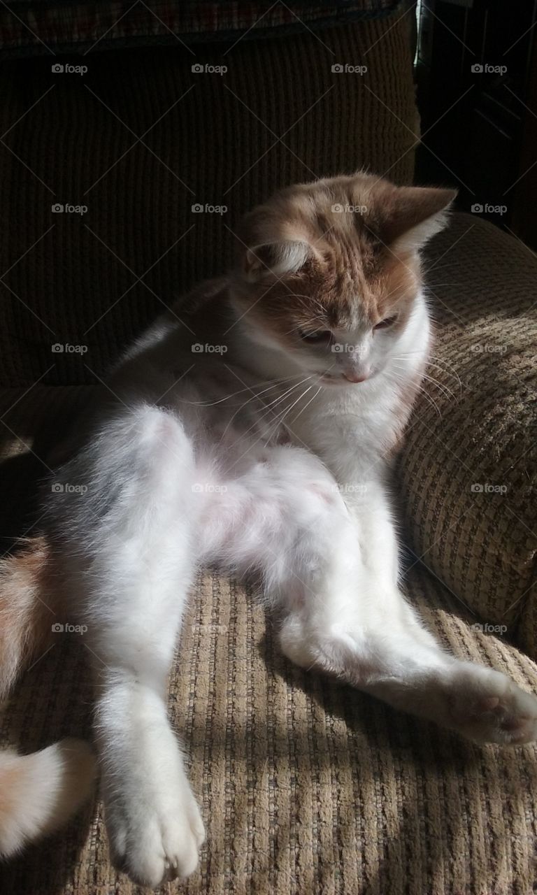 sunbathing kitty