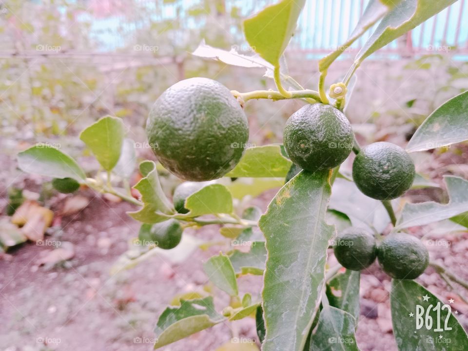 Fruit in Season