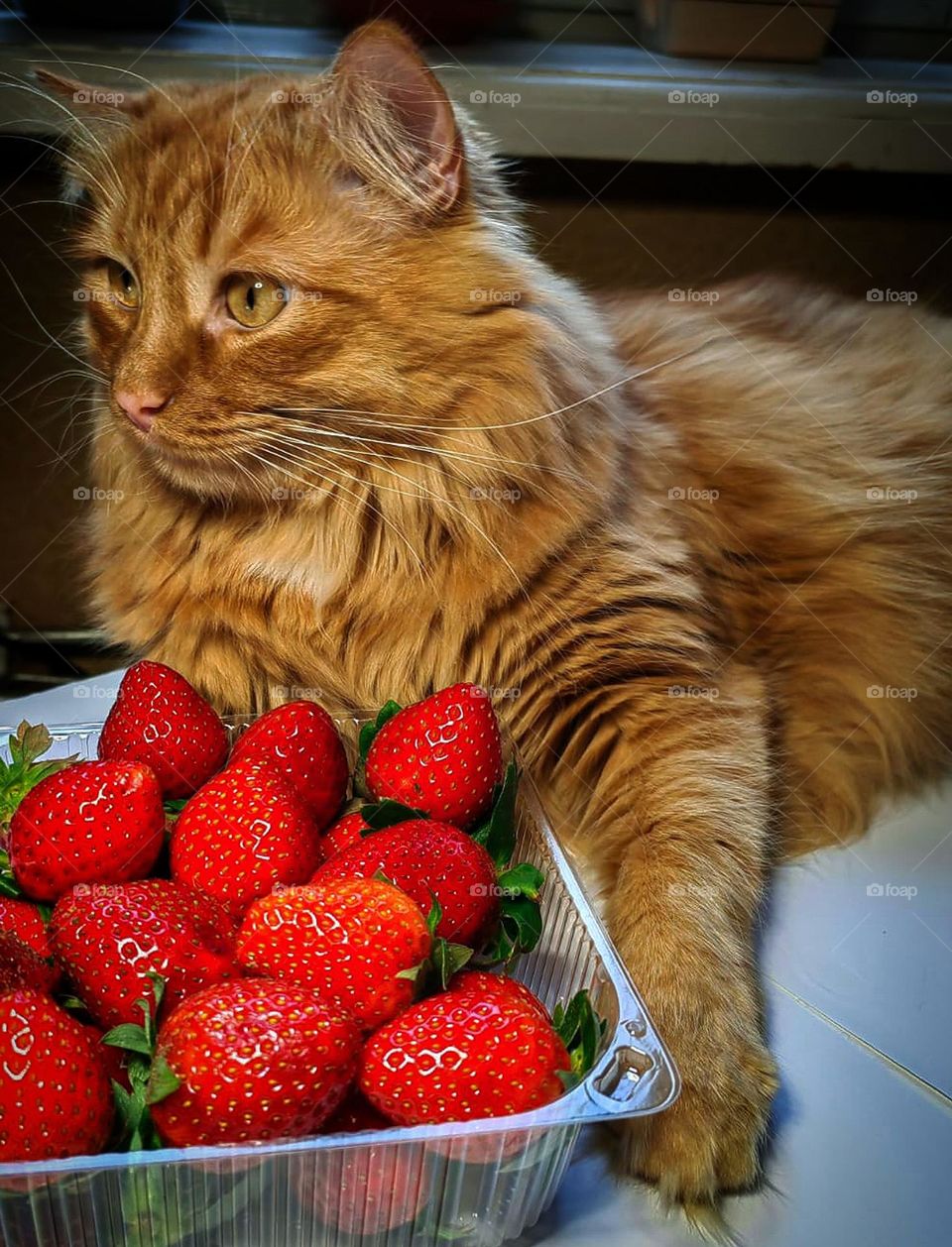 Animals.  Pets.  Cats.  Red cat lies on the table and hugs a box with red strawberries