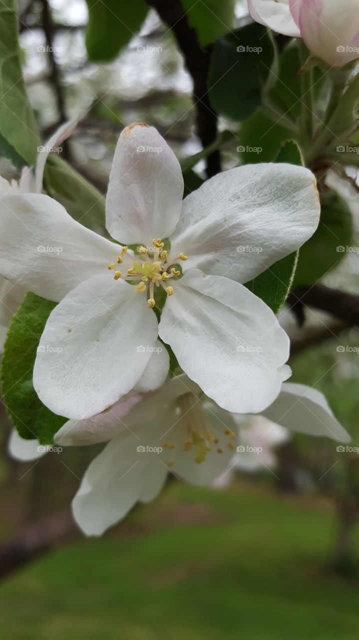 apple blossom