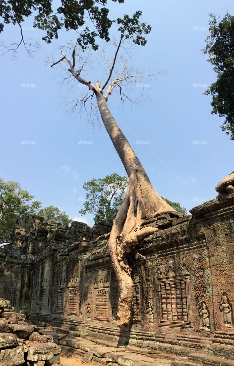 Old tree rooting Angkor temple Cambodia 