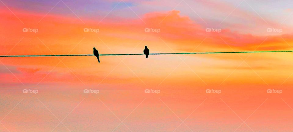 Birds silhouette on a wire in a gorgeous sunset