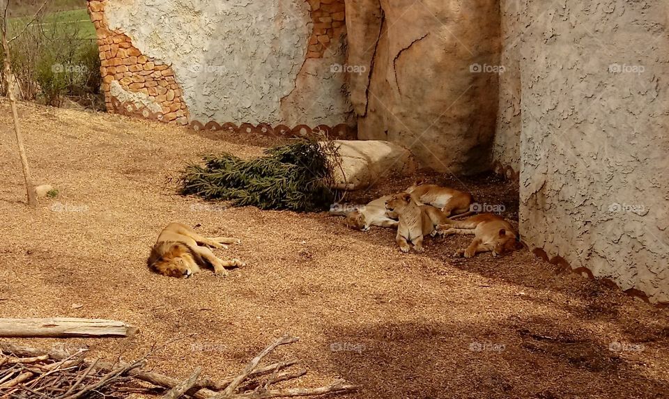 Lions napping